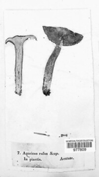Lactarius rufus image